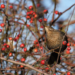 Amsel ♀