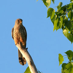 Turmfalke