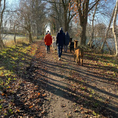 Alpakas und Menschen gehen auf einem Feldweg wandern.