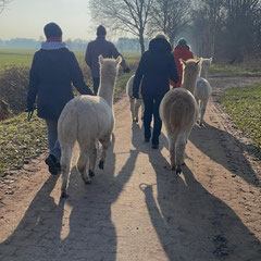Alpakas und Menschen beim Wandern von hinten fotografiert.