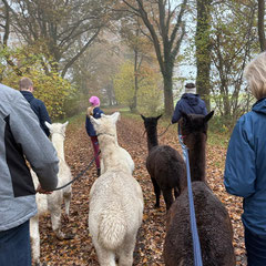 Alpakas werden von Menschen auf einem Feldweg mit Herbstlaub geführt.