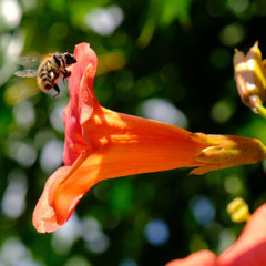 Honigbiene direkt vor der orangeroten Trompetenblumenblüte, um darin bei strahlendem Sonnenschein Nektar zu saugen. Bild Martin Benson (Dienststelledreiland).