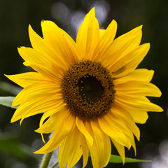 Sonnenblume