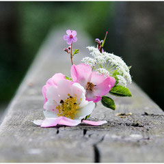 Ministrauß aud Wildblumen