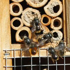 Gehörnte Mauerbienen an einem Insektenhotel