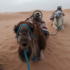 Dromedarios en el Sahara