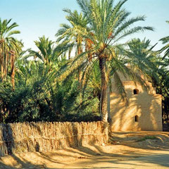 Oasis Tozeur