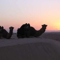 Dromedarios en el Sahara