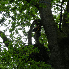 Beringung der Nestlinge in Polen - Foto: Krzysztof Dudzik