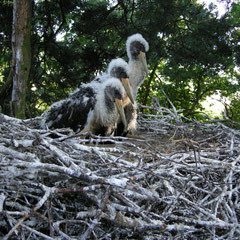 Drei Jungvögel im Nest in Polen - Foto: Krzysztof Dudzik