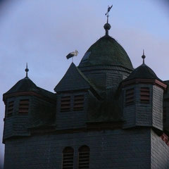16.02.14: Weißstorch übernachtet auf der Fronhäuser Kirche - Foto: Stefan Wagner