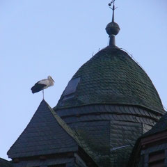 16.02.14: Weißstorch übernachtet auf der Fronhäuser Kirche - Foto: Stefan Wagner