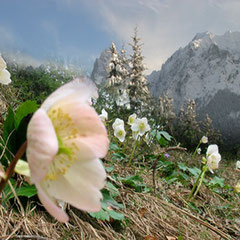 Schneerosenwandern