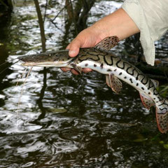 Tigerspatelwels (Pseudoplatystoma fasciatum).