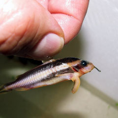 Platydoras costatus: Mit diesem "Welsgriff" kann man die Tiere gut umsetzen.