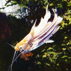 Mystus tengara