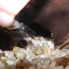 Batrochoglanis raninus: Und nimmt den Fischhappen schließlich direkt aus meiner Hand.
