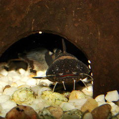 Frosch-Fettwels (Batrochoglanis raninus)