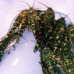 Gemalte Schwielenwelse (Megalechis picta)