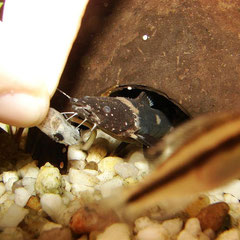 Batrochoglanis raninus lässt sich mit einem Stück Stinte aus seinem Versteck locken.