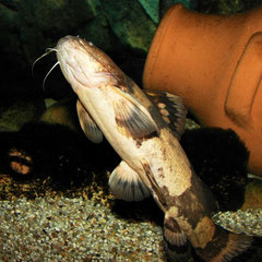 Pseudopimelodus bufonius