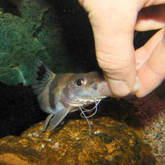 Pimelodus ornatus lässt sich Fischstücke von Hand reichen.