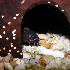 Frosch-Fettwels (Batrochoglanis raninus)