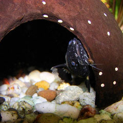 Batrochoglanis raninus blickt vorsichtig aus seinem Versteck.