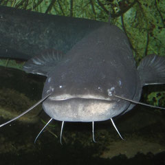 Waller (Silurus glanis)