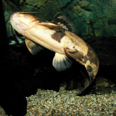 Pseudopimelodus bufonius