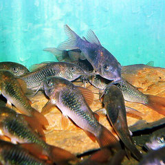 Metallpanzerwelse (Corydoras aeneus)