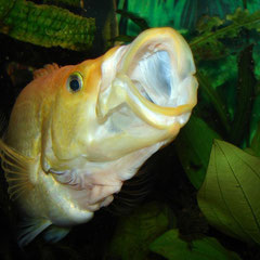 Bay Snook