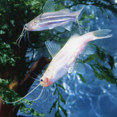 Mystus tengara