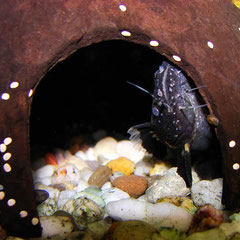 Batrochoglanis raninus blickt vorsichtig aus seinem Versteck.