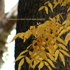 Trees are the earth’s endless effort to speak to the listening heaven. ~ Rabindranath Tagore