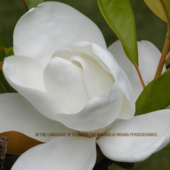 Decay is inherent in all compounded things. Strive on with diligence. ~ Buddha