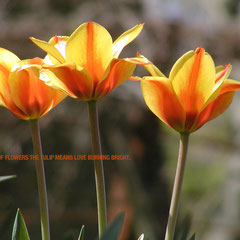 Passion makes the world go round. Love just makes it a safer place. ~ Ice T