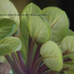 If you want others to be happy, practice compassion. If you want to be happy, practice compassion. ~ The Dalai Lama