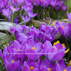 I feel like a tiny bird with a big song! ~ Jerry Van Amerongen