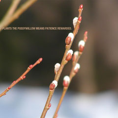 A handful of patience is worth more than a bushel of brains. ~ Dutch Proverb