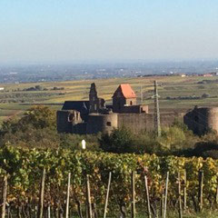 Neuleiningen in der Pfalz, umgeben von Weinbergen