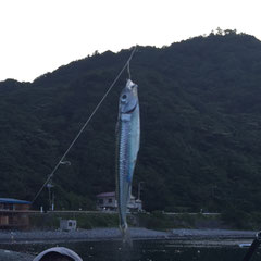 トウゴロイワシ