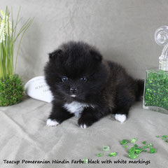 Farbe: Black even with white markings, Name: Puppy von der Arnold's Eiche