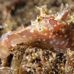 Aplysia cf parvula