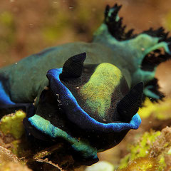 Tambja morosa