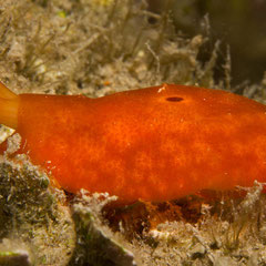 Berthella sp. 1
