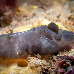 Actinocyclus verrucosus