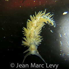 Herviella sp.1