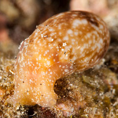 Bulla orientalis