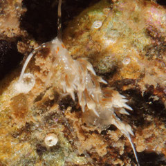 Cratena sp. 1